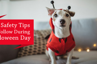 Pet Safety Tips To Follow During Halloween Day