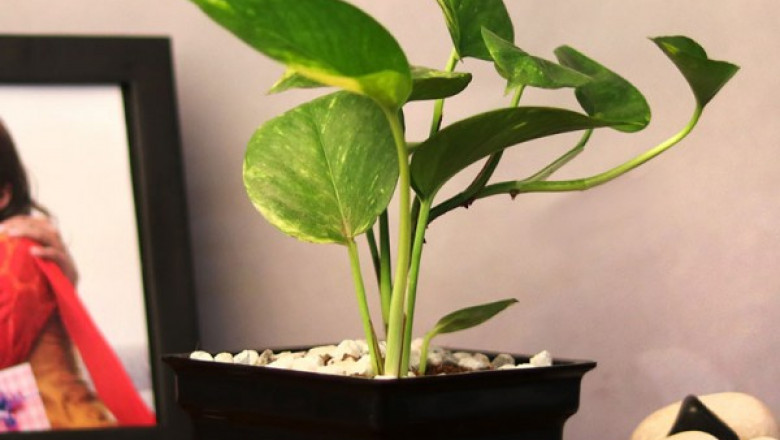 4 Reasons Why You Should Keep Golden Pothos Plant At Home