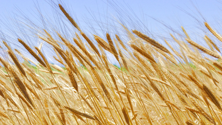 Einkorn Wheat Market - Global Industry Analysis 2026