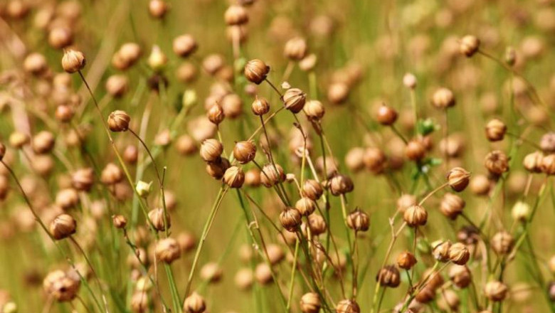 Growth in Sales of Flax Crop Market to Push Revenue Growth in the Market