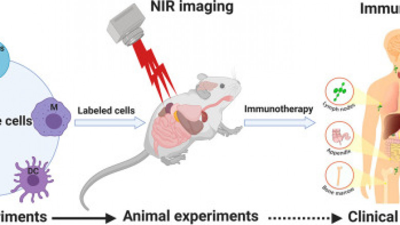 Near Infrared Medical Imaging: Resolving Spectral Mixtures