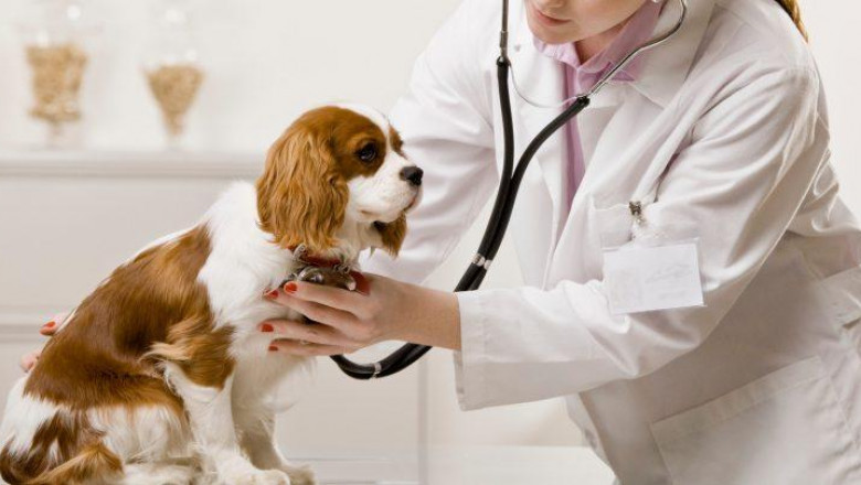 Pet Cancer Therapeutics Market Size,Share, Forecasts Analysis, Company Growth, Company Profiles and Key Regions 2025 | Boehinger Ingelheim International GmbH, Zenoaq, Morphogenesis, Inc., VetDC, Inc. & Karyopharm Therapeutic