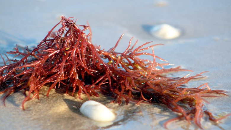 Carrageenan Gum Market Size, Share & Trends Analysis Report Competitive Strategies, And Segment Forecast