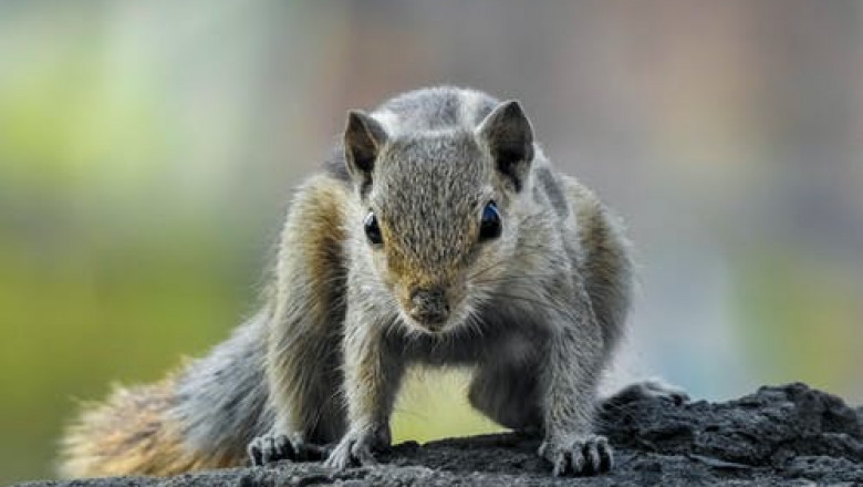 Squirrel Removal Services