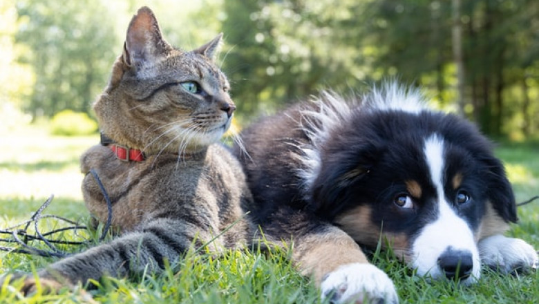 Why Do Pet Owners Prefer Ziwi Peak Cat Food?