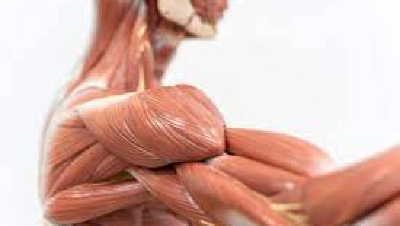 Global Soft Tissue Repair Market Strategies, Manufacturers, Countries, Type and Application, Global Forecast To 2030