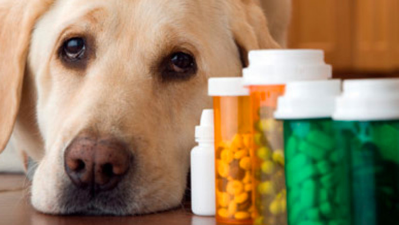 Veterinary Drugs Market Global Industry Analysis, Size, Share, Growth, Trends, and Forecast 2016 – 2024