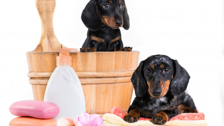Global Pet Grooming Products Market Cumulative Growth and Trends 2021-2028