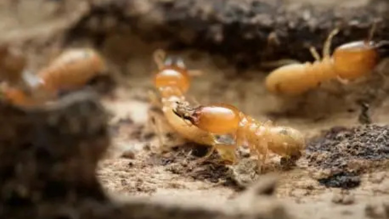Hire a Trusted Company for Bed Bugs Removal Services