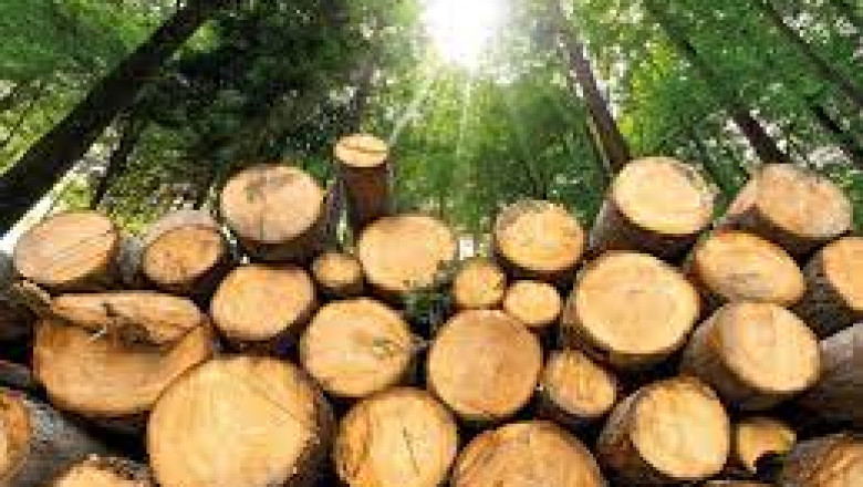 India Biomass Market : Innovations and Advancements to Encourage Growth