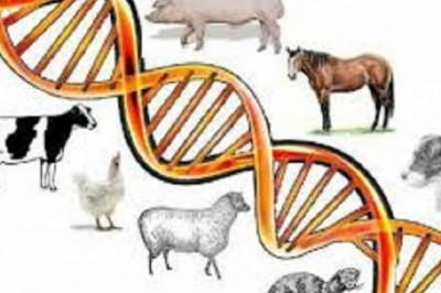 Animal Genetic Market - Trends, Growth, including COVID19 Impact, Forecast By 2028