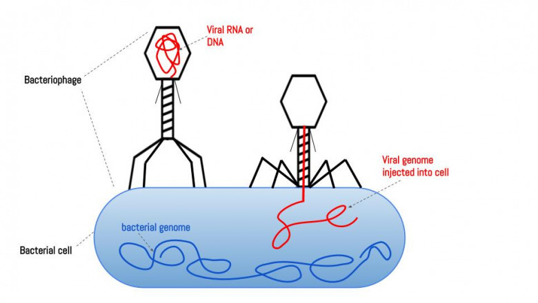 Bacteriophages Therapy Market Analysis of Major Segments and Future Opportunity Assessment 2021-2028