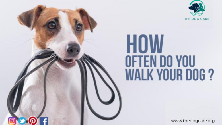 How Often Do You Walk Your Dog