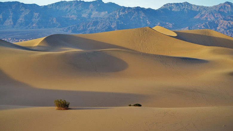 Mesquite Flour Market - Global Industry Report, 2030