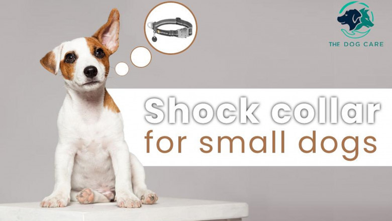 Shock Collars for Small Dogs
