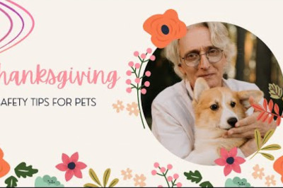 Thanksgiving Safety Tips For Pets - Pet Parent Guide 2021