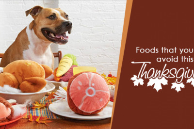 This Thanksgiving Pet Food That You Must Avoid