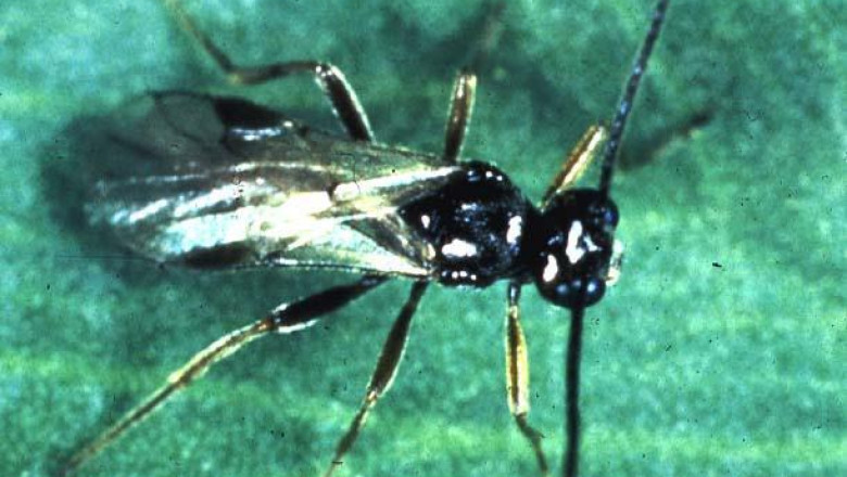 Biological Augmentation Services Market, Forecast, Trend, Analysis & Competition Tracking - Global Market Insights 2021 to 2027