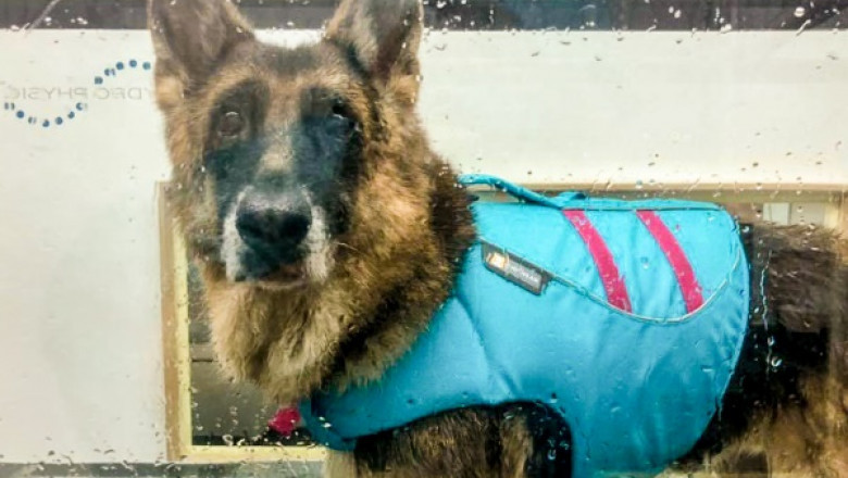 Certified hydrotherapist, Underwater treadmill dogs, Hydrotherapy Centre for dogs Singapore