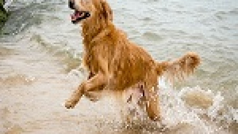 Electrical stimulation (e-stim) - Post surgery Dogs | Rehabilitation & Hydrotherapy Centre