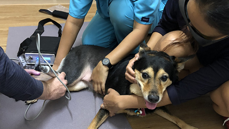 Laser Therapy for Dogs | VRH Centre Singapore