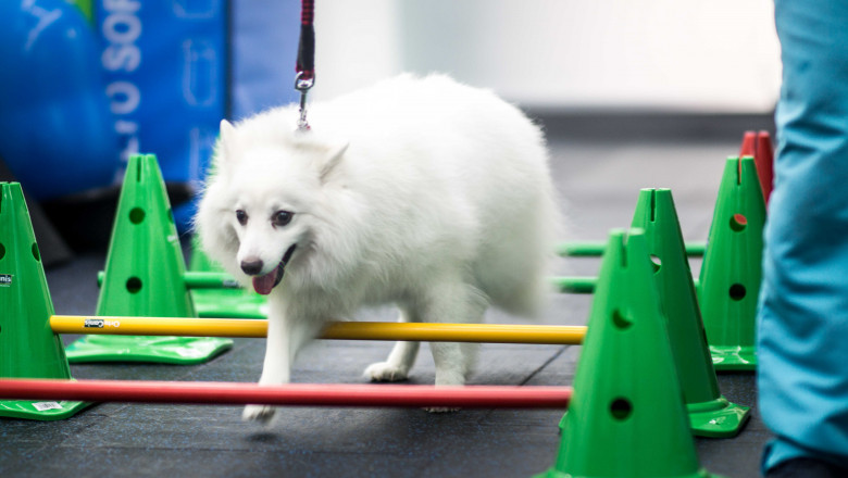 Manual Therapy - Massage for dogs, Stretching & Joint mobilization serve