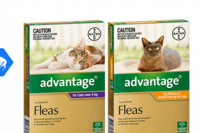ADVANTAGE for Cats 6 Pipettes Cat Flea Prevention