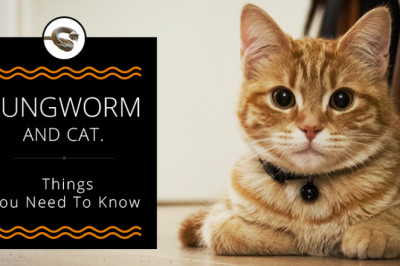 Lungworm And Cat. Things You Need To Know