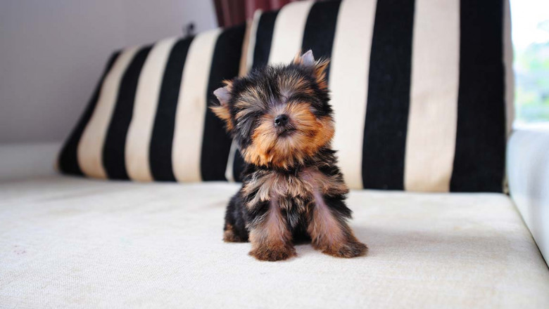 Mini teacup Yorkie