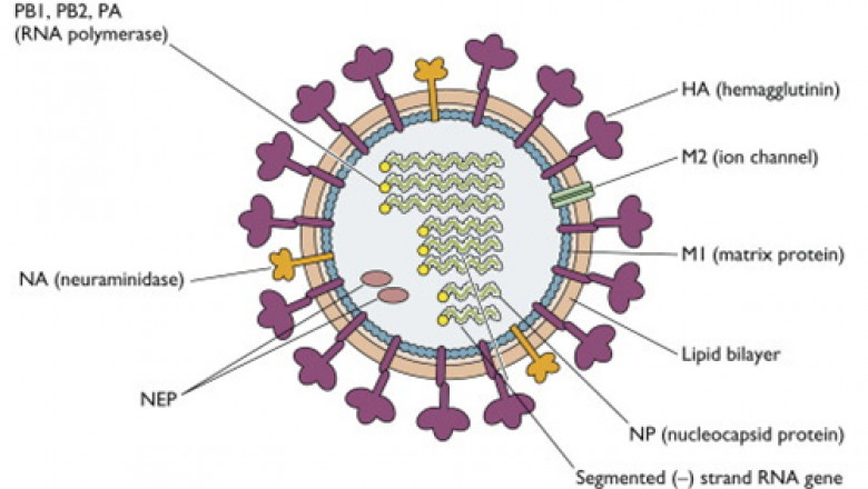 Viral Antigen Market 2021 Regional Overview, Leading Company Analysis, Opportunities, and Forecast to 2028