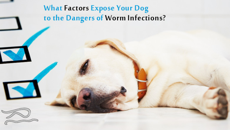 What Factors Expose Your Dog To The Dangers Of Worm Infections?