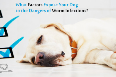 What Factors Expose Your Dog To The Dangers Of Worm Infections?