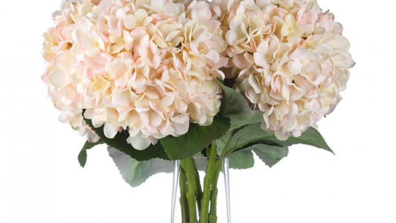 Autumn White Hydrangea