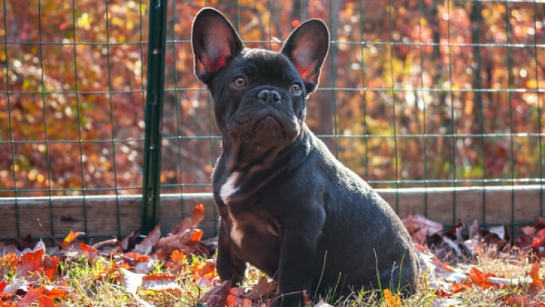Puppy Training Pads – Taking It One Step at a Time