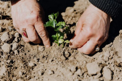 Benefits of Gardening