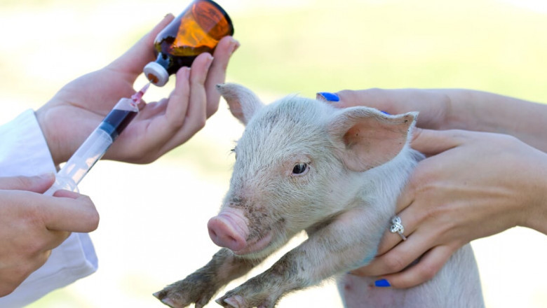 Animal Antimicrobials and Antibiotics Market to be at Forefront by 2031