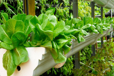 Indoor Farming Market Size, Share, Growth & Forecast 2026