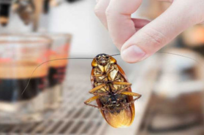 Effective Pest Control & Removal Process in Brisbane