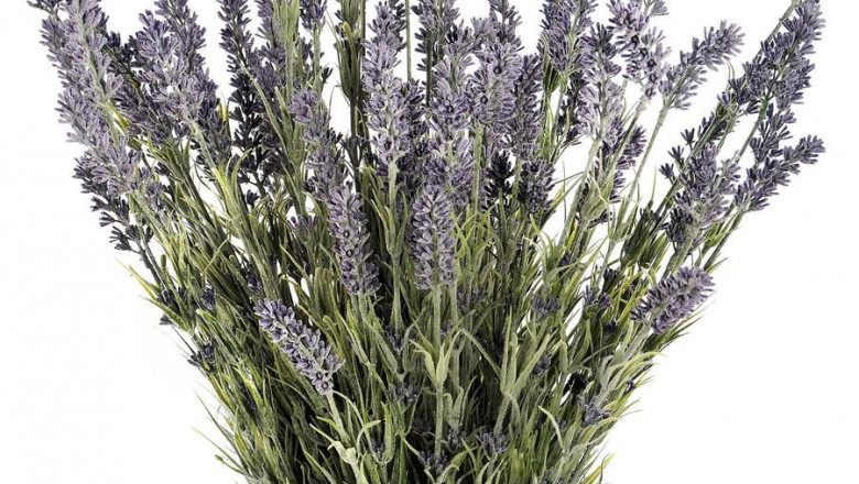 Large lavender bush