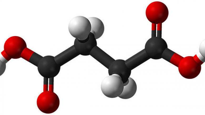 Succinic Acid Market Export Research Report and Forecast to 2031