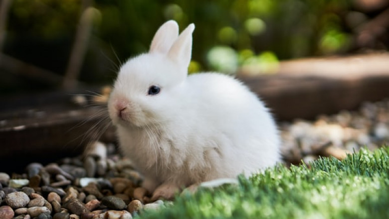 Why Never to Give Your Bunny Anything Else Than Rabbit Food?