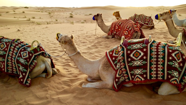 Morning Desert Safari | Safari Advenretures Fun safari