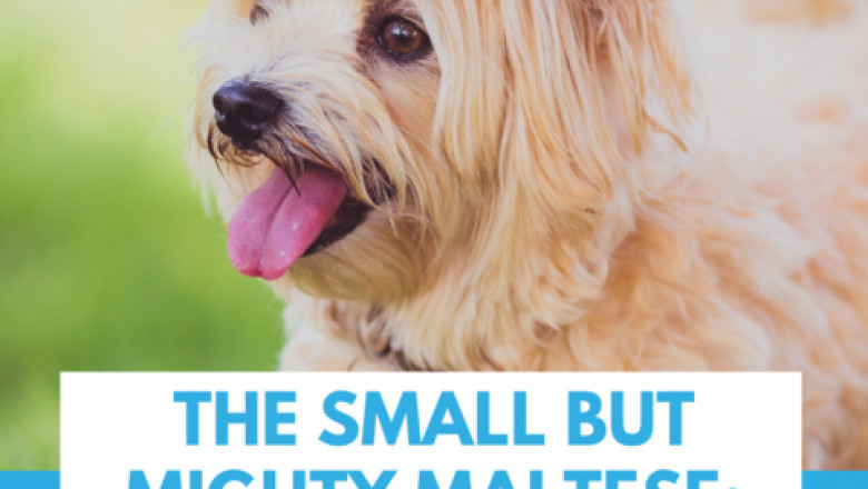 The Small But Mighty Maltese: A Breed Guide