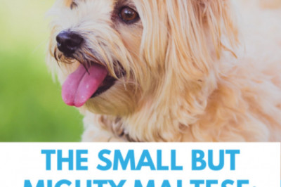 The Small But Mighty Maltese: A Breed Guide