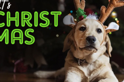 Amazon store MaxPetSupplies is providing big deal on every pet products on this Christmas