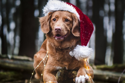 Get exciting Christmas discounts on BargaiPetProducts for all pet supplies