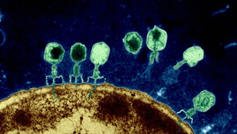 Middle East and Africa Bacteriophages Therapy Market Size and Share Over The Forecast Period 2021-2028