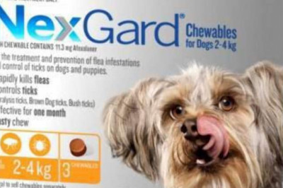 Nexgard Flea & Tick Monthly Chew for Dog 2 to 4Kg