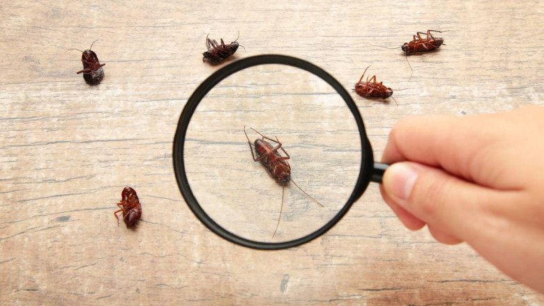 Pest Control Services In Melbourne To Remove Pest Professionally