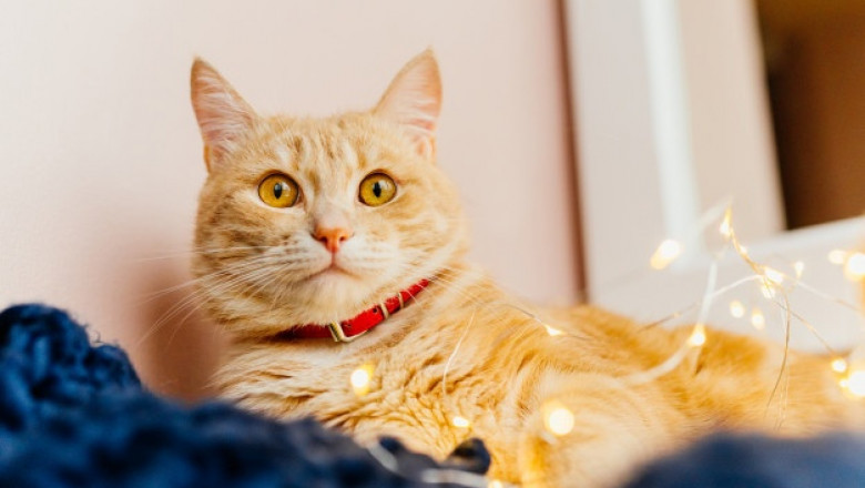 What Advantages Does the Crystal Cat Litter Offer?